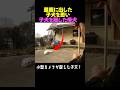 里親に出した子犬を思い残りの子犬を隠す母犬..！#動物保護 #dog #泣ける話