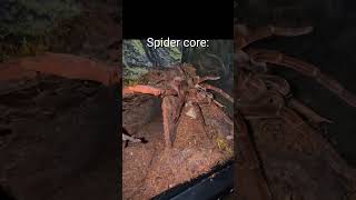 Spider core😅It was scary at first🤦🏾‍♂️ #living_life #funny #viralvideo #Shorts #Spider
