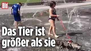 Kleines Mädchen führt Alligator im Park spazieren | Philadelphia