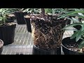 Obtego Fungicide and Plant Symbiont Easter Lilies Video 3