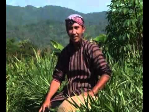PAK TANI.mp4 - YouTube