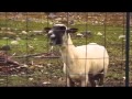 Original Goat Edition Scream (Yelling Goat)