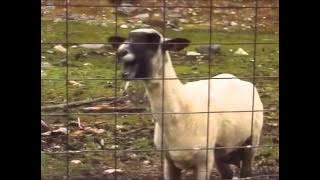 Original Goat Edition Scream (Yelling Goat)