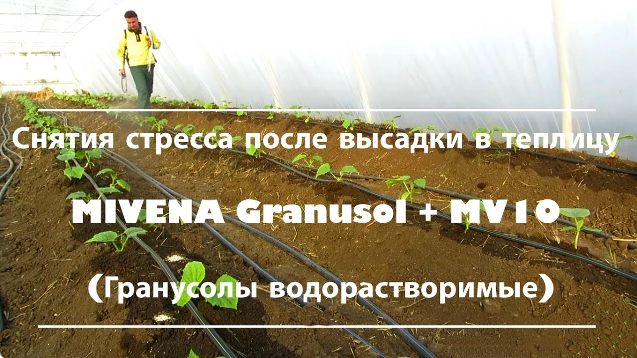 Снятия стресса на огурце после высадки в теплицу водорастворимыми удобрениями MIVENA Granusol+ MV10