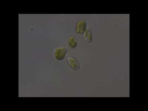 原生生物「ラパザ」が植物プランクトンの緑藻を捕食する様子