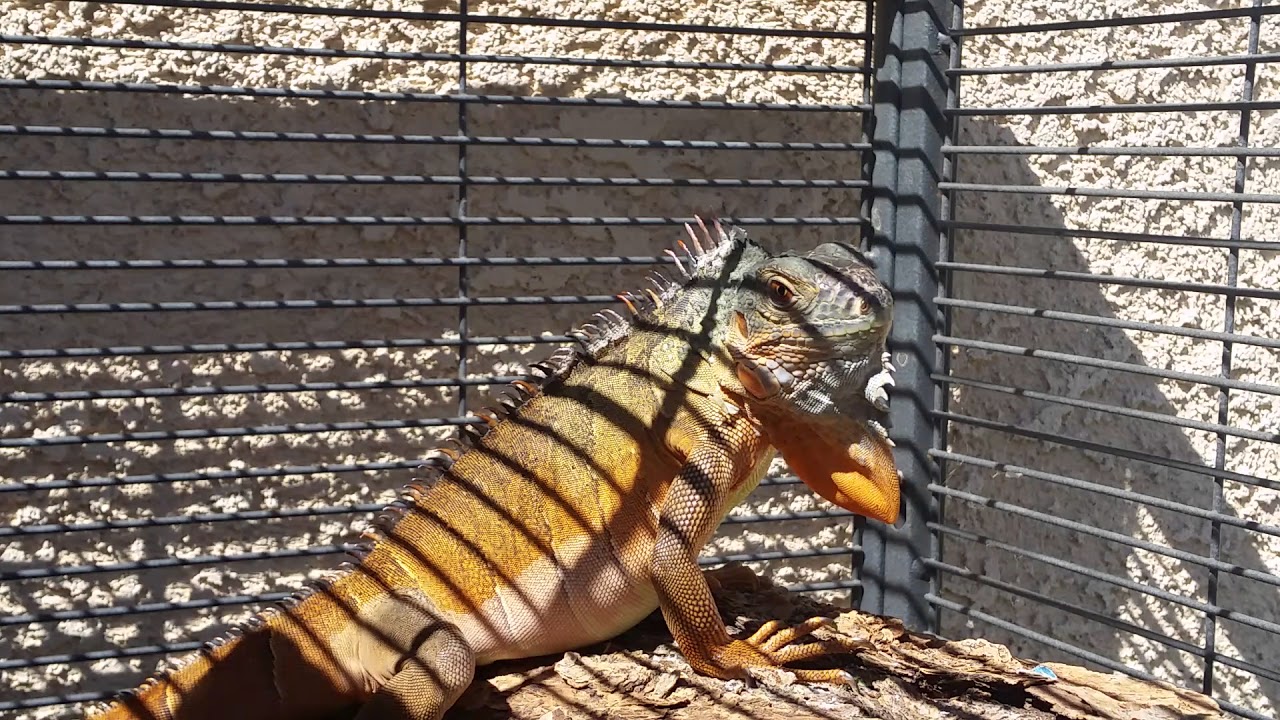 Baby Red Iguana Head Bob! YouTube