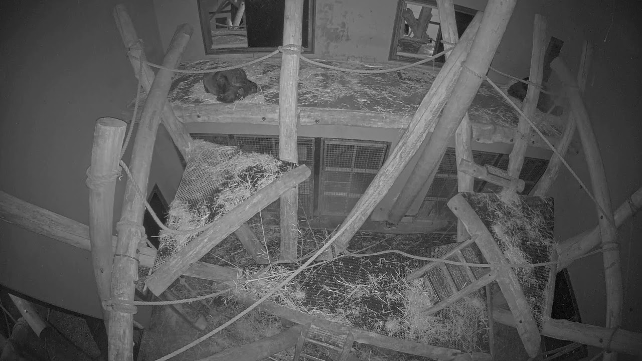 GaiaZOO - Meekijken in het gorillaverblijf