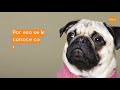 Razas de Perro: El Pug