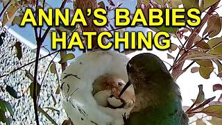 Watch Annas Hummingbird Hatch Two Chicks