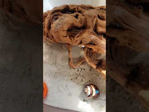 Come: Dare paguri UN BAGNO