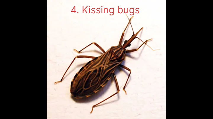 Top 10 dangerous insect in the world 🌎#youtubeshorts #youtube #world #shorts