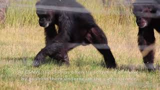 Chimps react to snakes