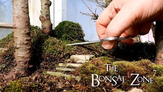 Winter Work on my Larch Bonsai Forest, Part 3, The Bonsai Zone, Feb 2020