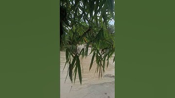 spot Mancing ikan Baung citerup tajur Bogor. #sorotan #fishing #pengikut