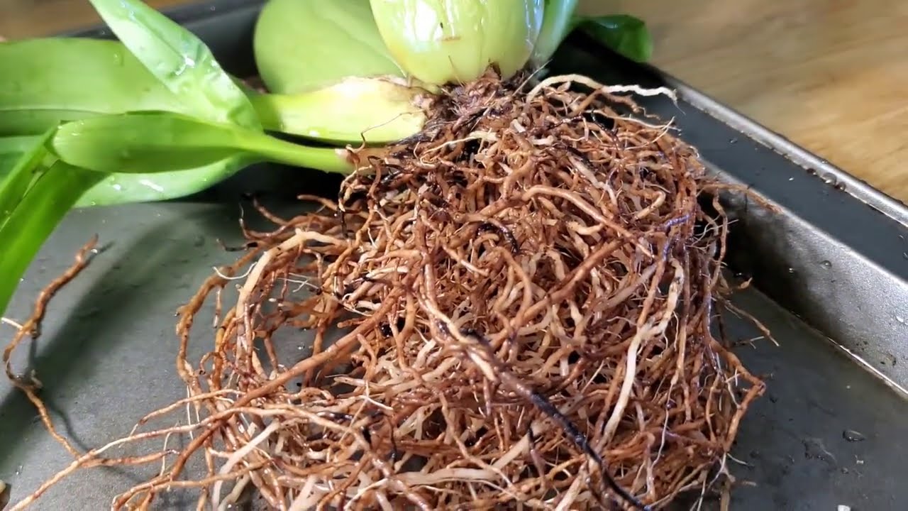 PASO A PASO - Transvase de Oncidium - Parte 1 de 2