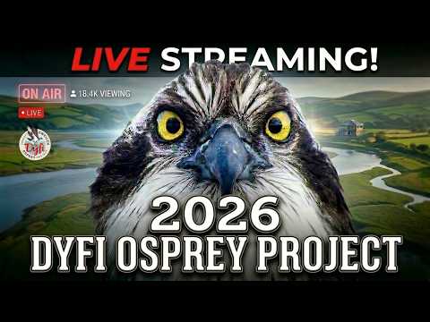 Dyfi Osprey Project live stream preview