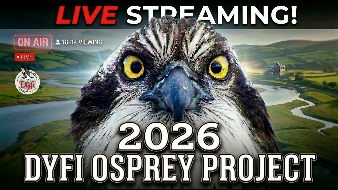 Dyfi Osprey Project Live Stream – Nest Camera — Dyfi Valley, Ceredigion live camera thumbnail