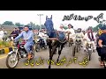 Balck australian horse vs laal pari horse race race hazro  all pakistan tanga race