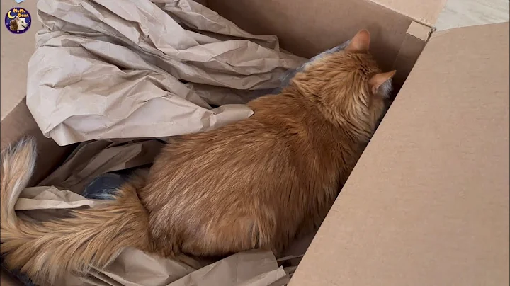 Video 6885091: tabby siberian, tabby mix, rescue, cat