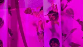 Inventum Aeroponics: Prototype Alpha Net Worth