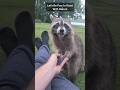 Holding Hands With Wild Raccoon