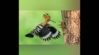 ملفات طائر السمامة _السعودي_الهدهد@@yasser9695-y