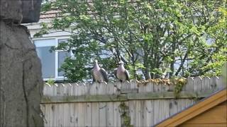 Mayday 2017 -political squabble in the back garden