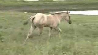 Grullo (grulla) quarter horse colt What Is A Grullo Horse