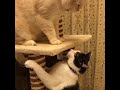 Funny Cats Compilation 2018 - Best Funny Cat Videos Ever || Funny Vines