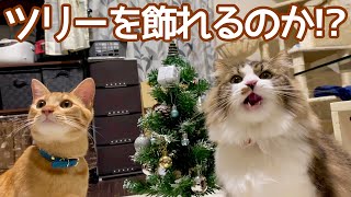 クリスマスツリーに興味深々の子猫達と飾り付ける事は可能なのか
