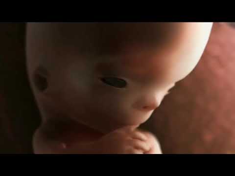 L’evoluzione della vita umana dal primo concepimento al parto. Questo video fa ricredere sull’aborto