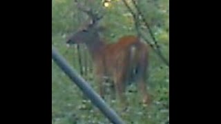 Ohio Trail Camera Movie - Video #2