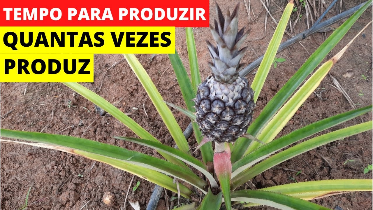 Quantas vezes um pé de abacaxi produz - YouTube
