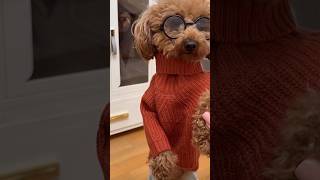 This Puppy Lives LUXURIOUSLY😳🐕  #dog #puppy #pets