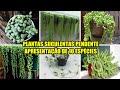 Plantas suculentas pendente apresentação de 10 espécies atualizado !!