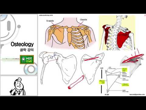 해부학 동영상 강의 : 의대 본과선행  골학, 해부학 입니다.   #본과선행  #의대해부학  #의대해부학강의  #메디프리뷰