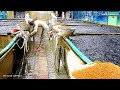 Home Aquaculture – Farming Fish in Concrete Cement Tanks in your Backyard