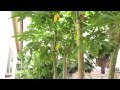 High Density Espalier Gardener - Papayas 06-28-15 Update