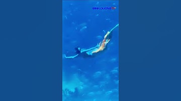 Nàng Tiên Cá tuyệt đẹp - Thủy cung Vinwonder Phú Quốc