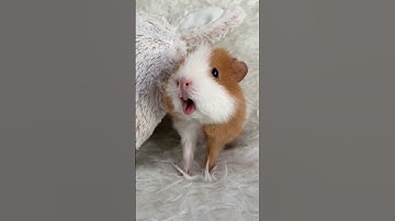 Thumbnail of Weekly squeak our loudest guinea pig ever