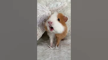 Weekly Squeak Our Loudest Guinea Pig Ever 