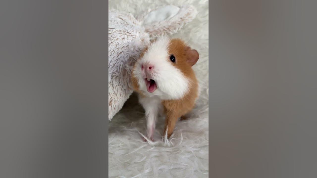 Weekly squeak our loudest guinea pig ever