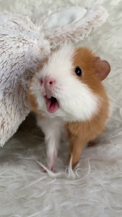 Weekly squeak our loudest guinea pig ever