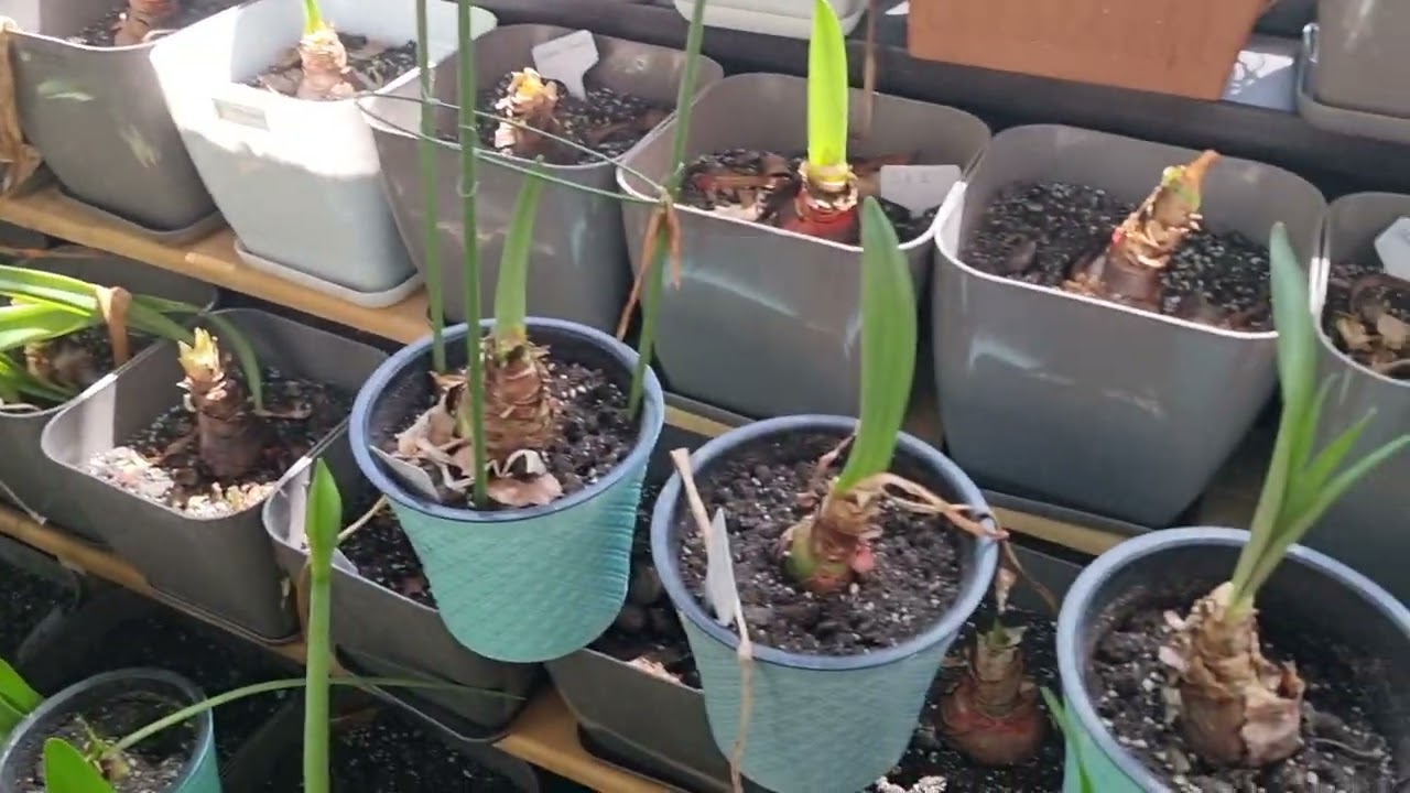 цветение гиппеаструмов в теплице после сухой зимовки