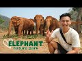Elephant nature park experience  chiang mai thailand