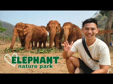 וִידֵאוֹ: תיאור ותמונות של פארק הטבע פיל - תאילנד: צ'יאנג מאי