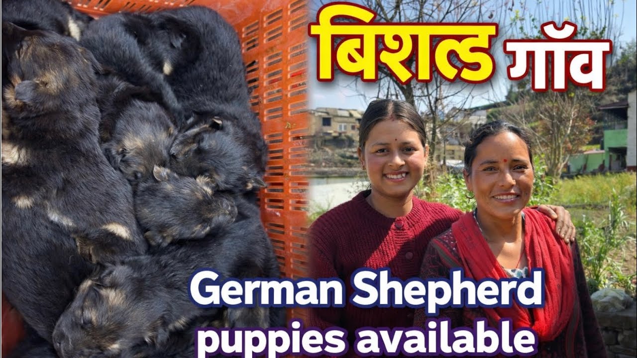 😲 एक साथ 8 Puppies! बिसल्ड गांव में अनोखा नजारा