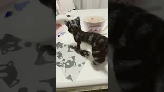 羊毛フェルトにゃん☘️ - YouTube