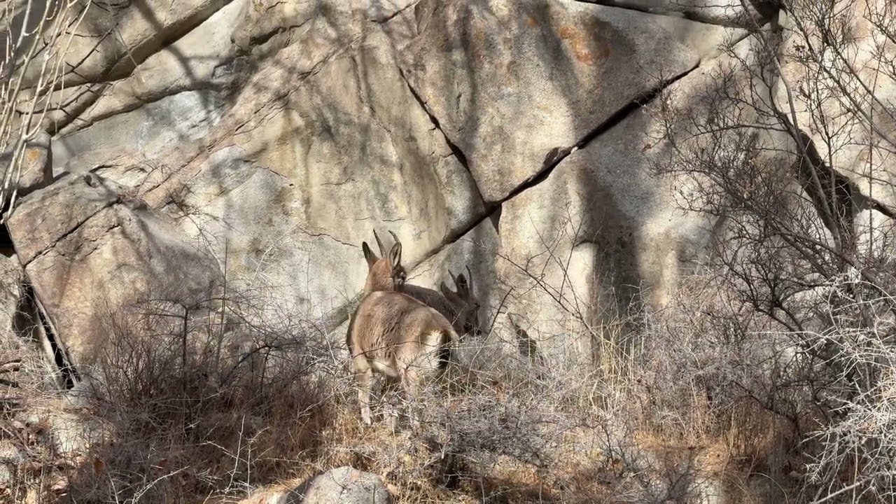 Himalayan I Bex in North Pakistan 🇵🇰
