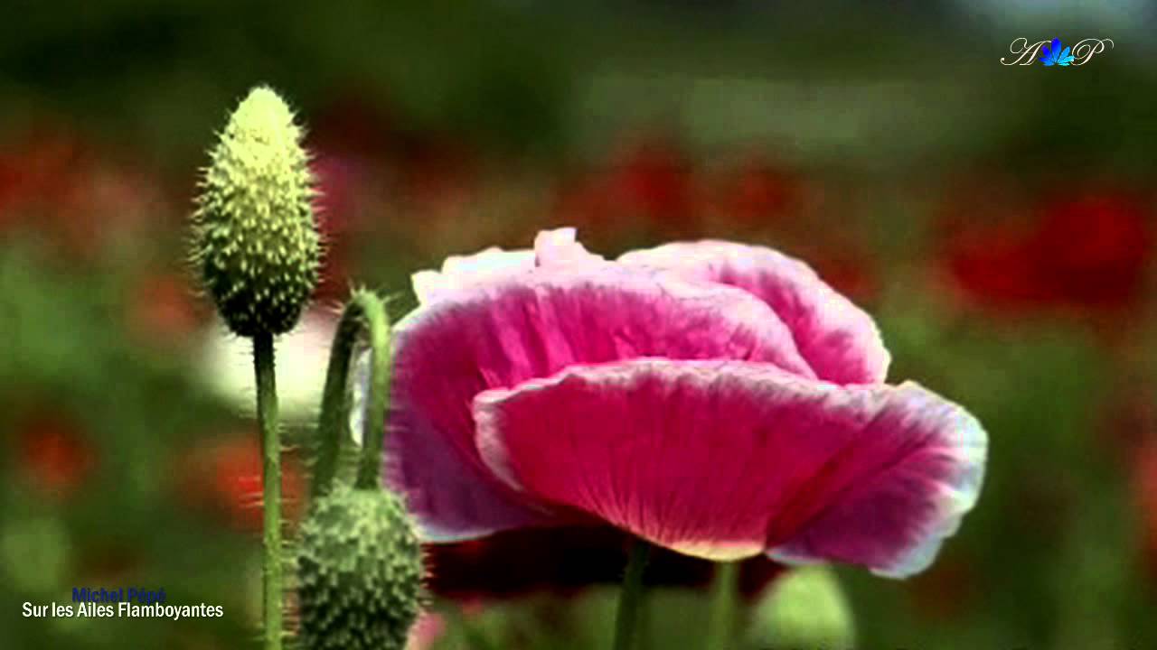 ♡ Michel Pépé - Sur les Ailes Flamboyantes - YouTube